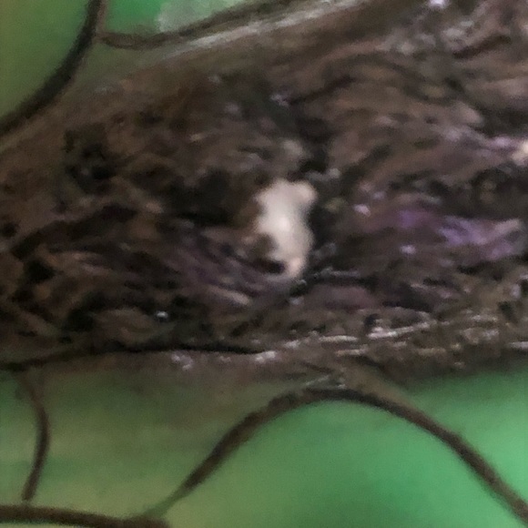 🎃Awesome Dragon Head Sculpture Signed! - 476 $60 or $50 w/offer - Picture 8 of 9